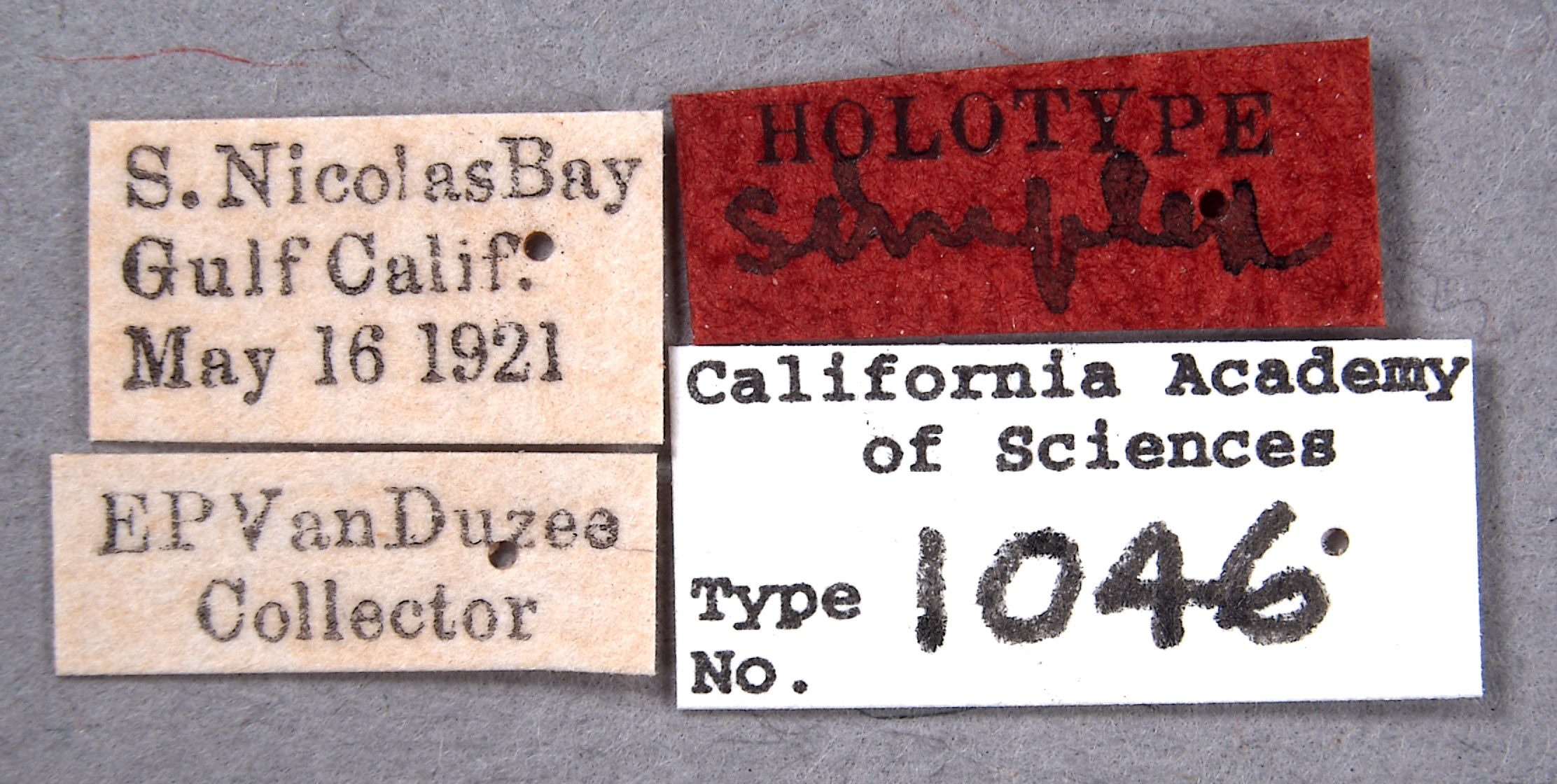 Hypsoprora simplex image