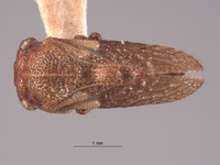 Multareis planifrons image