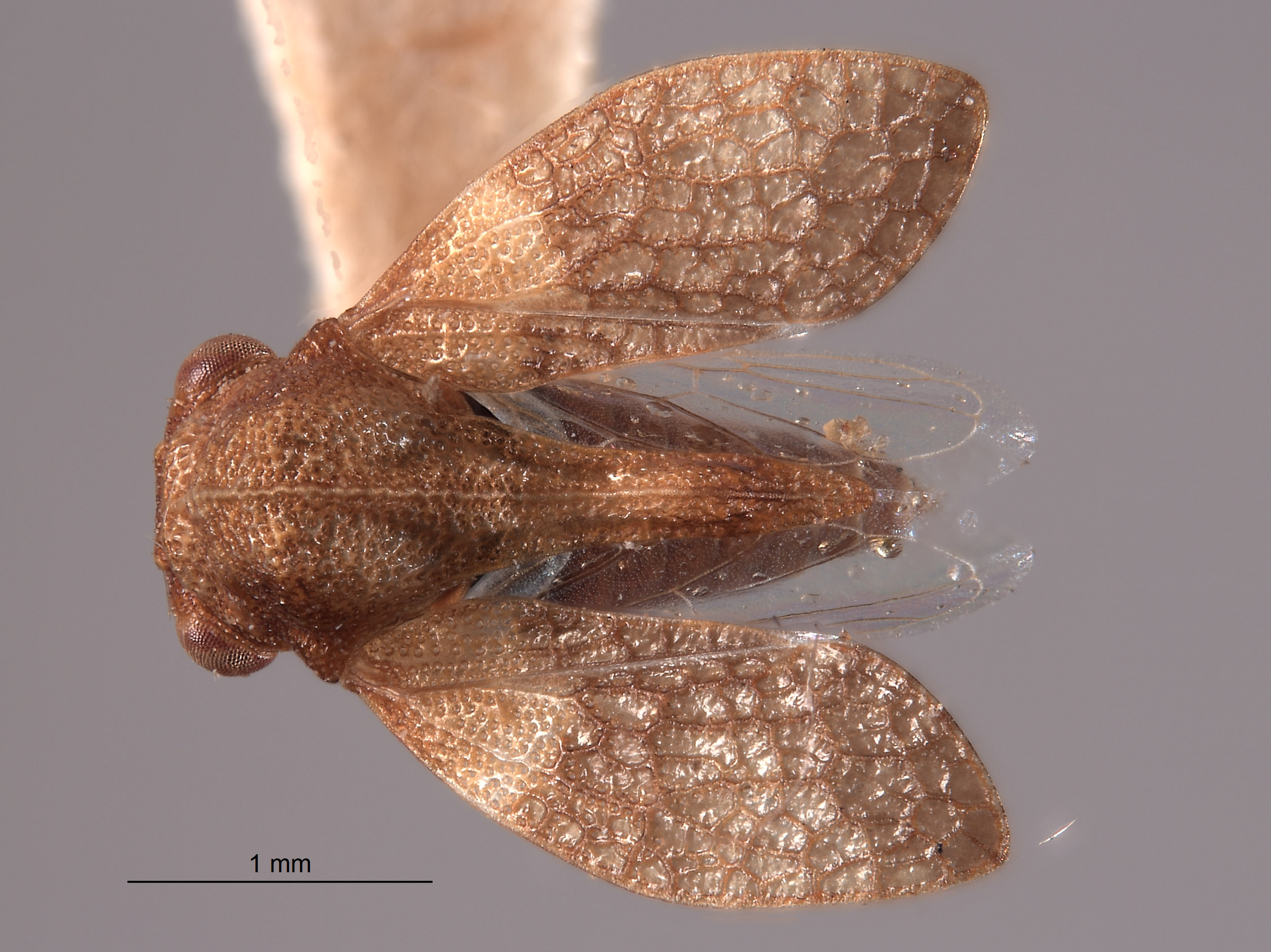 Multareis planifrons image