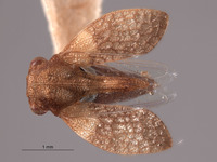 Multareis planifrons image