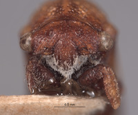 Multareis planifrons image