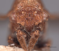 Multareis planifrons image