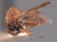 Multareis planifrons image