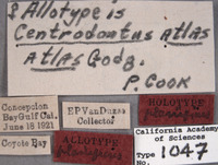 Multareis planifrons image