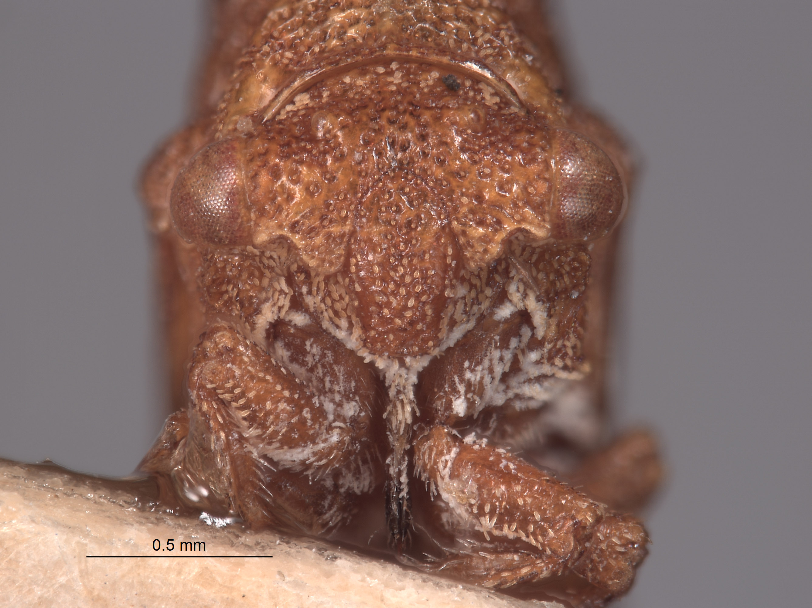 Multareis digitatus image