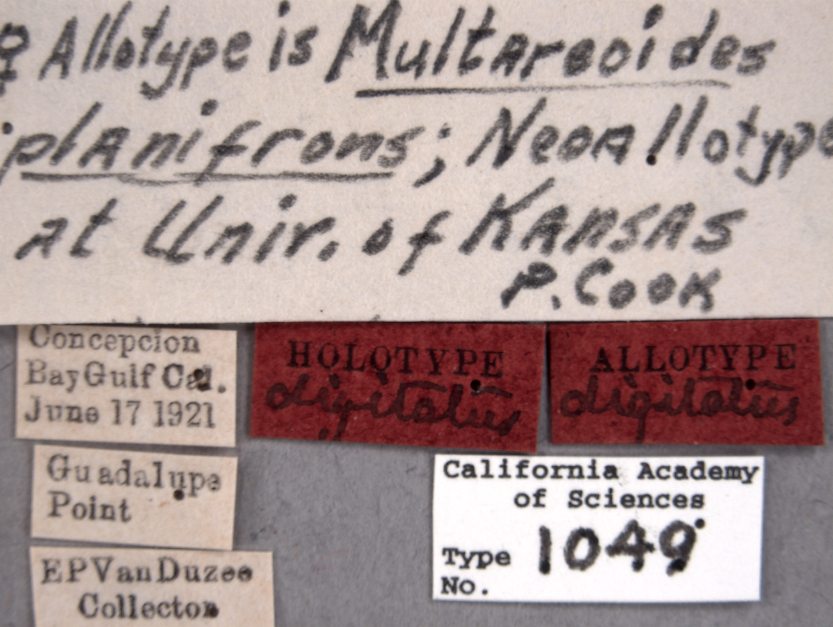 Multareis digitatus image