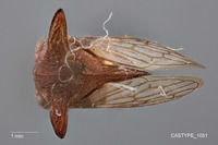 Platycentrus brevicornis image