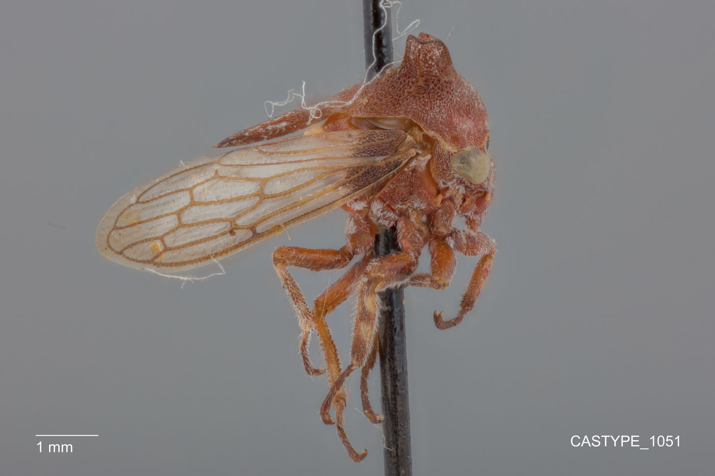 Platycentrus brevicornis image