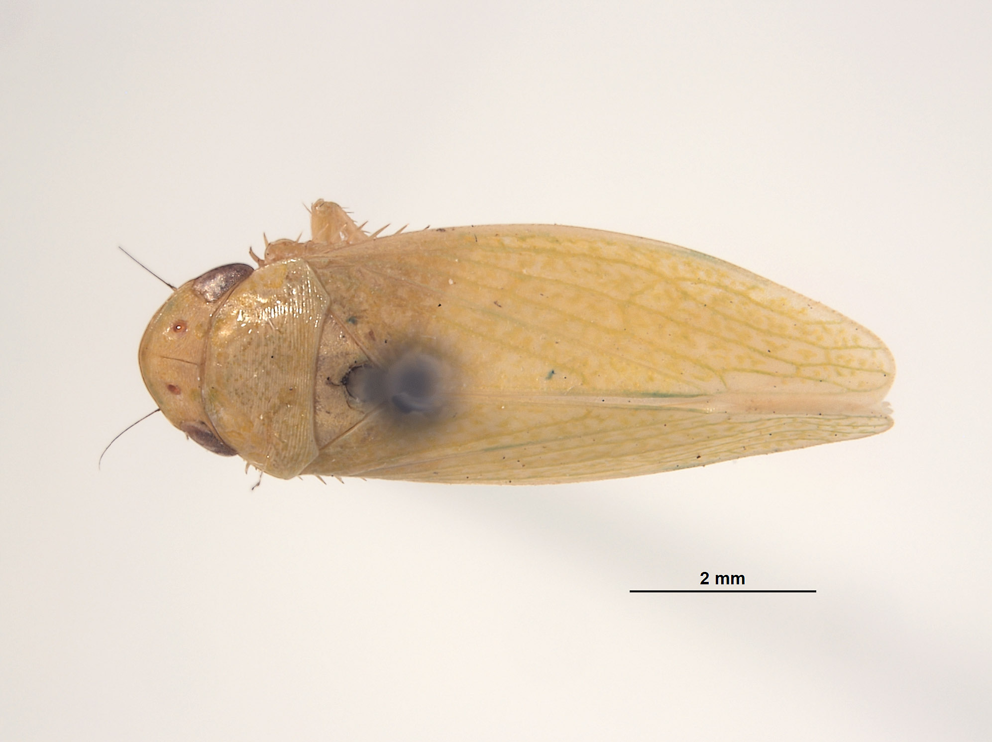 Gypona annulicornis image