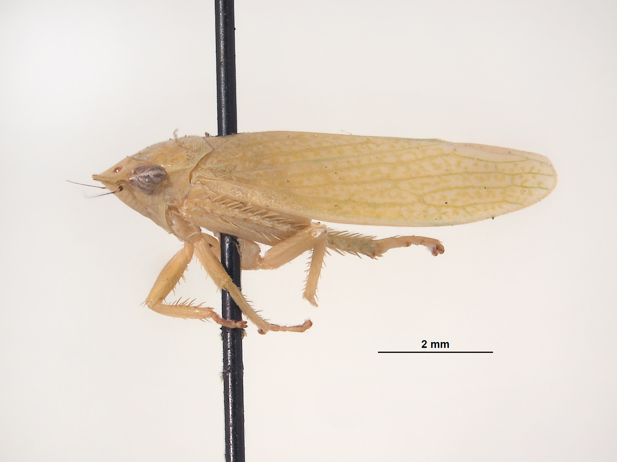 Gypona annulicornis image