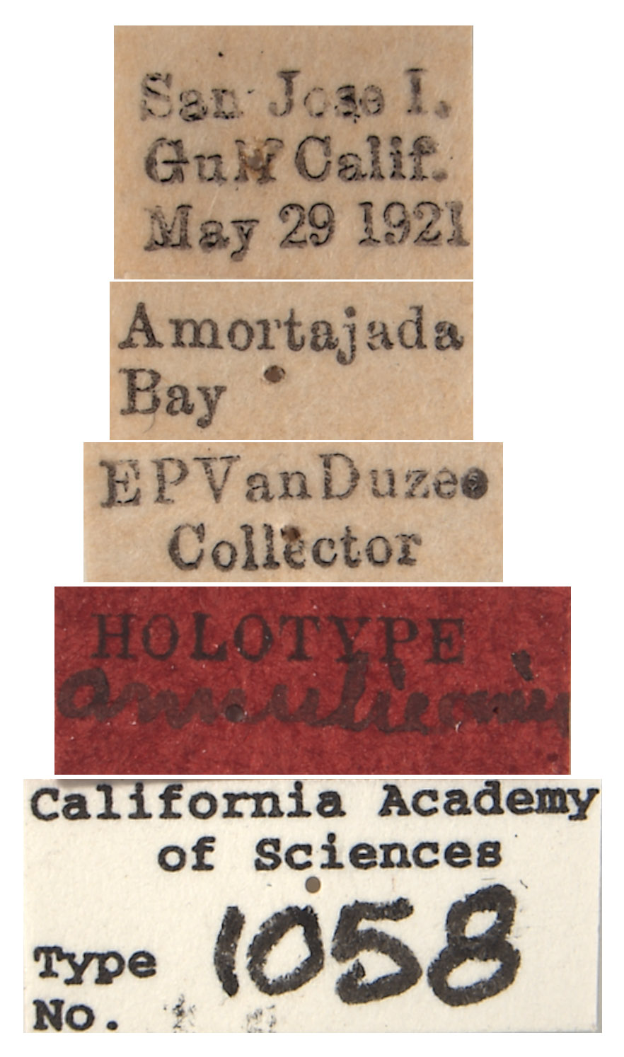 Gypona annulicornis image