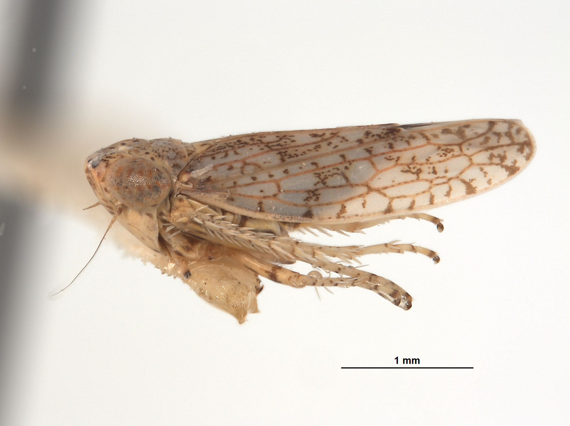 Aligia amoena image
