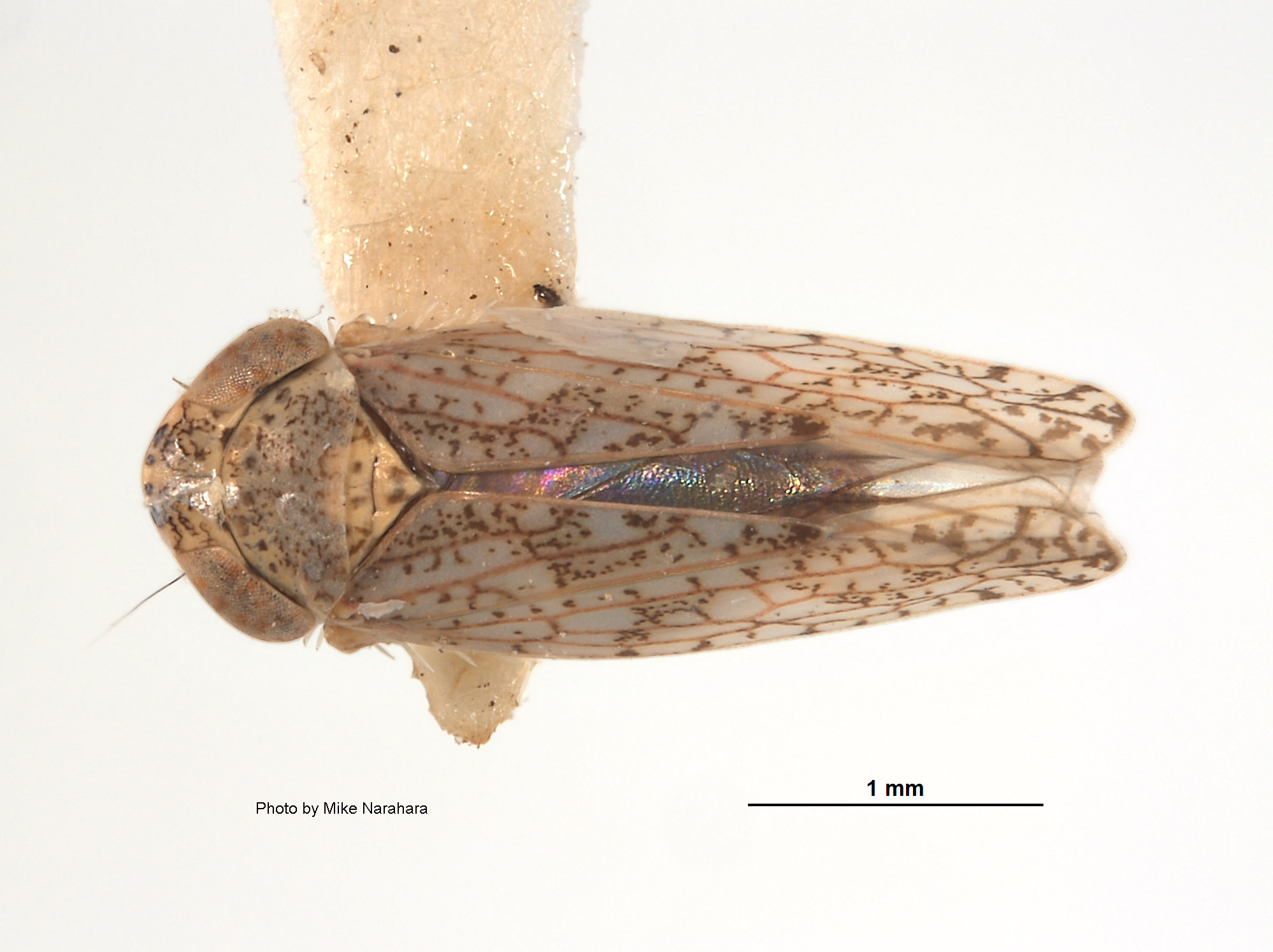 Aligia amoena image