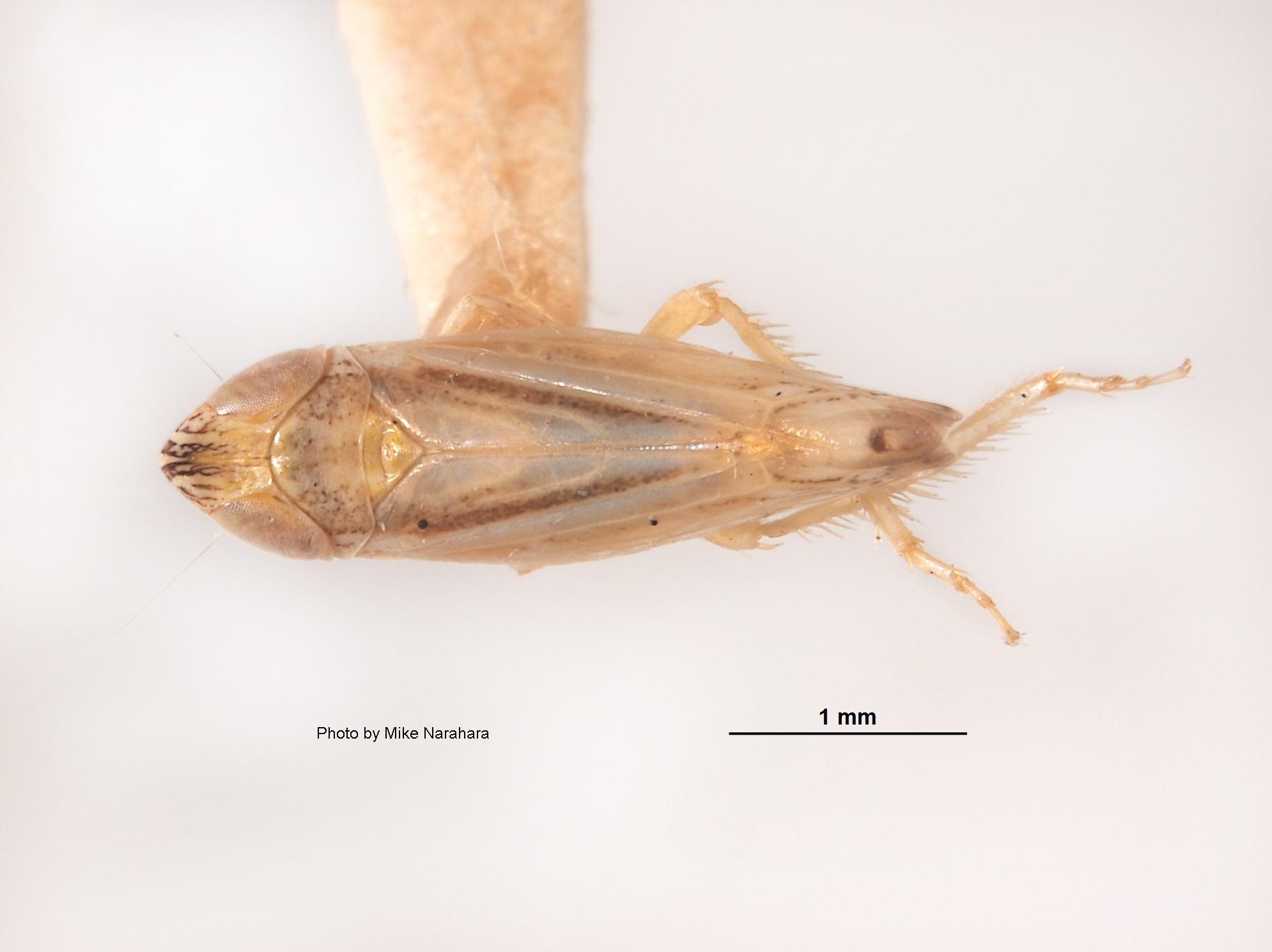 Platymetopius hymenocleae image