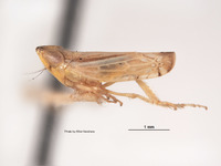 Platymetopius hymenocleae image