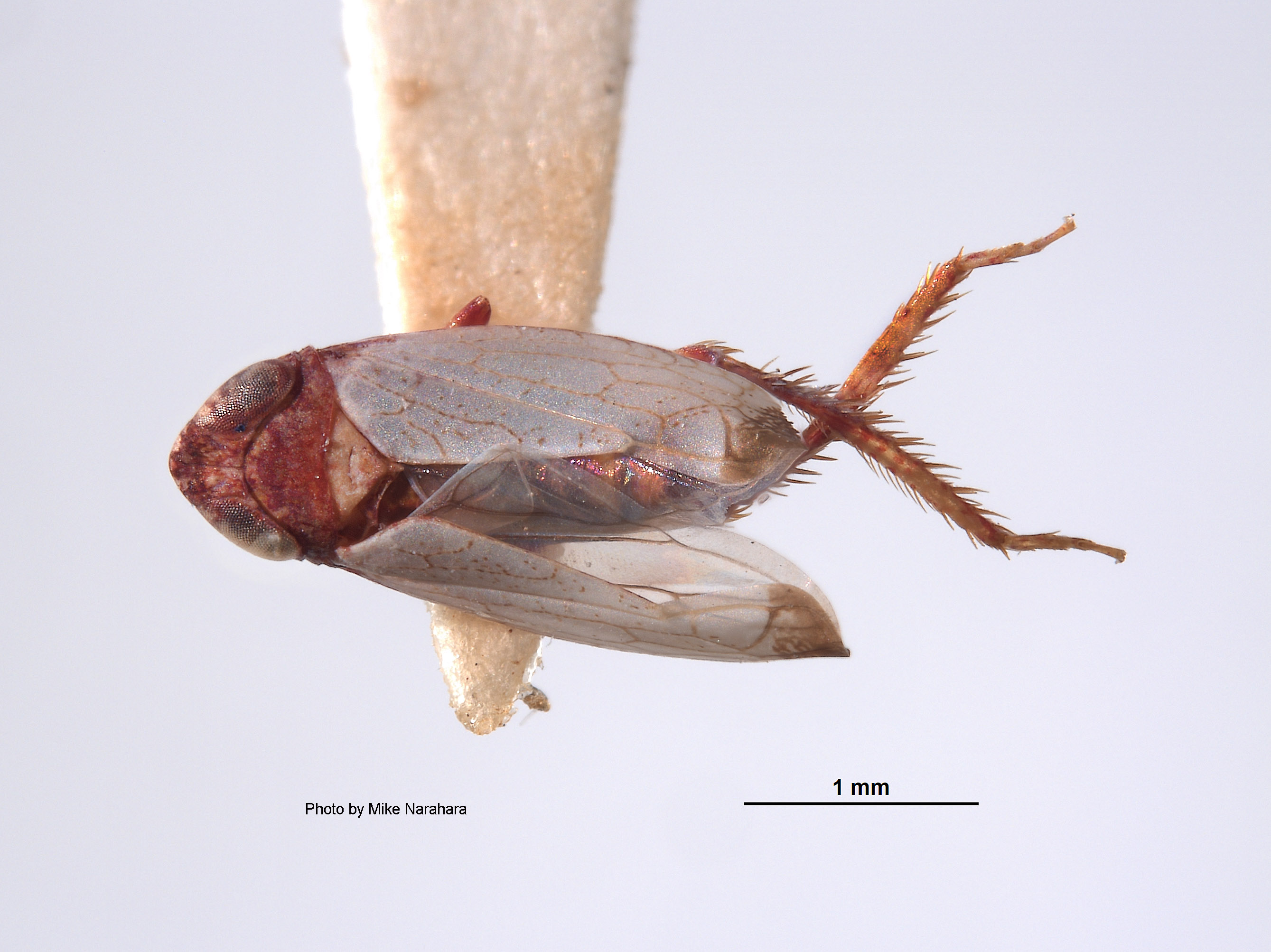 Platymetopius jocosus image