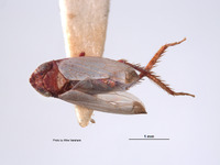 Image of Platymetopius jocosus