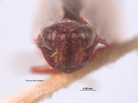 Platymetopius jocosus image