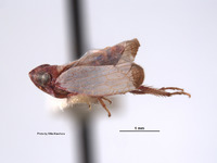 Platymetopius jocosus image