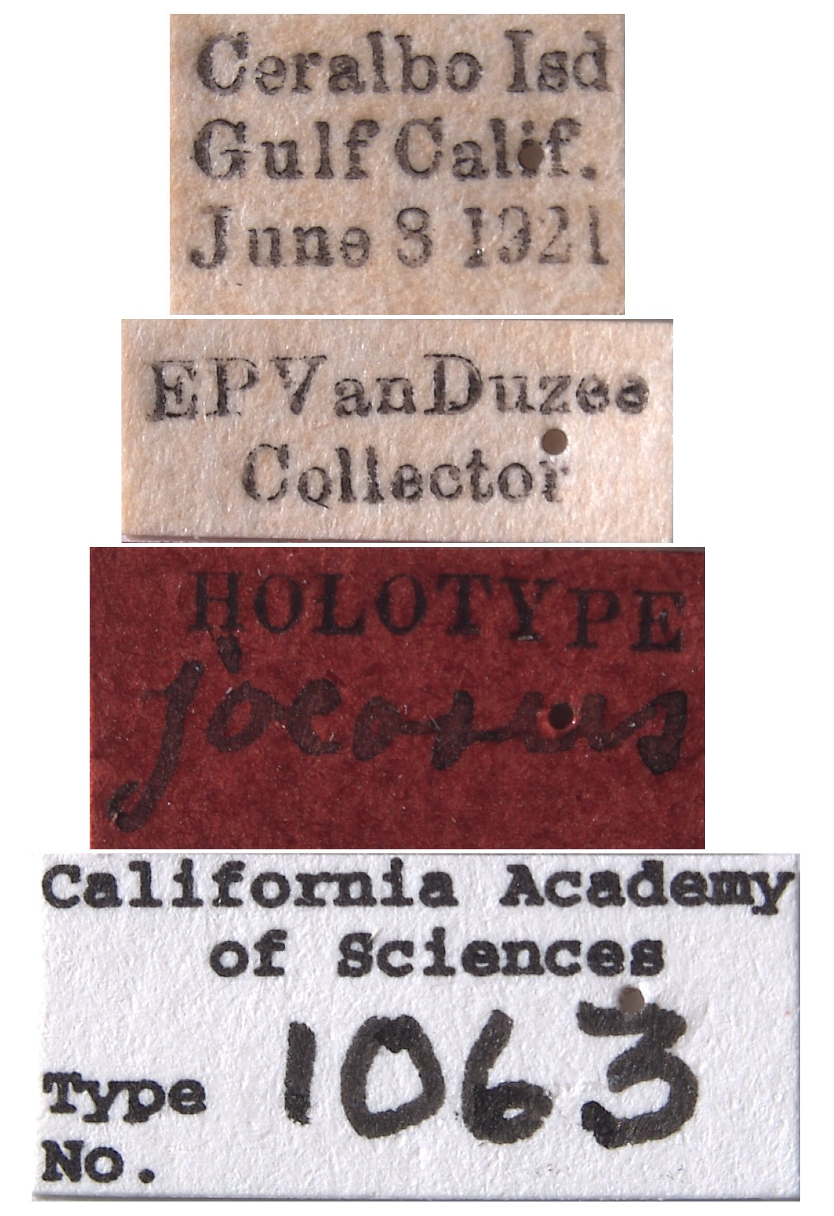 Platymetopius jocosus image