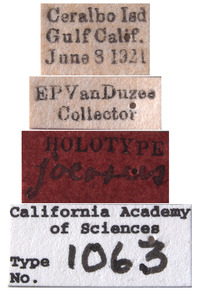 Platymetopius jocosus image