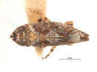 Image of Platymetopius speciosus