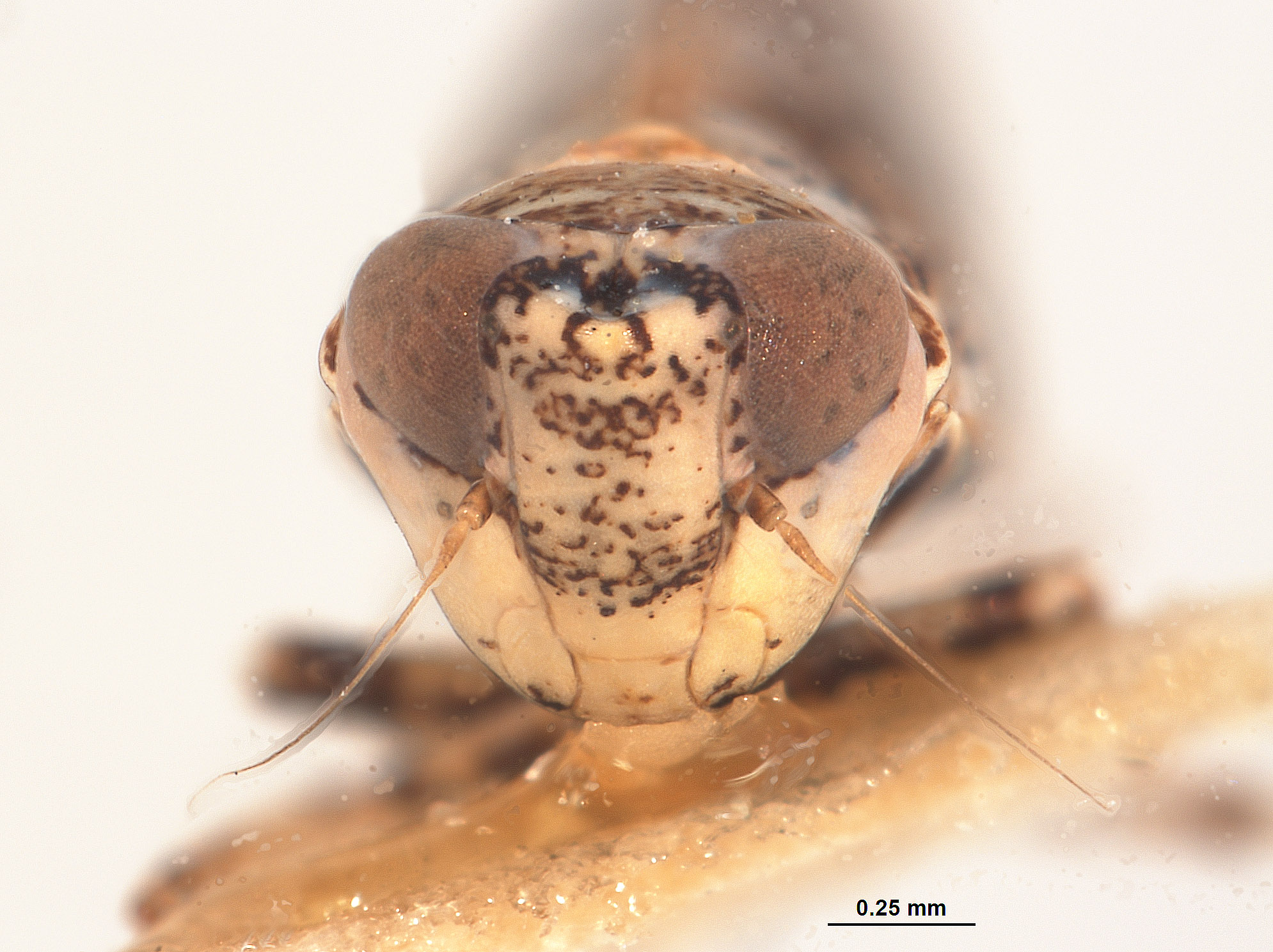 Platymetopius speciosus image