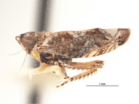 Platymetopius speciosus image
