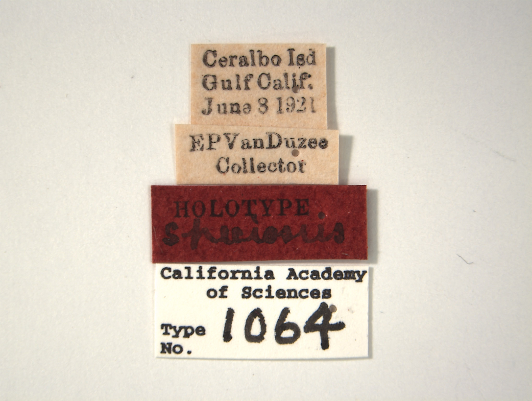 Platymetopius speciosus image