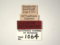 Platymetopius speciosus image