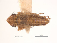 Lonatura ventralis image