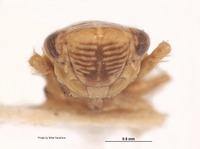 Lonatura ventralis image