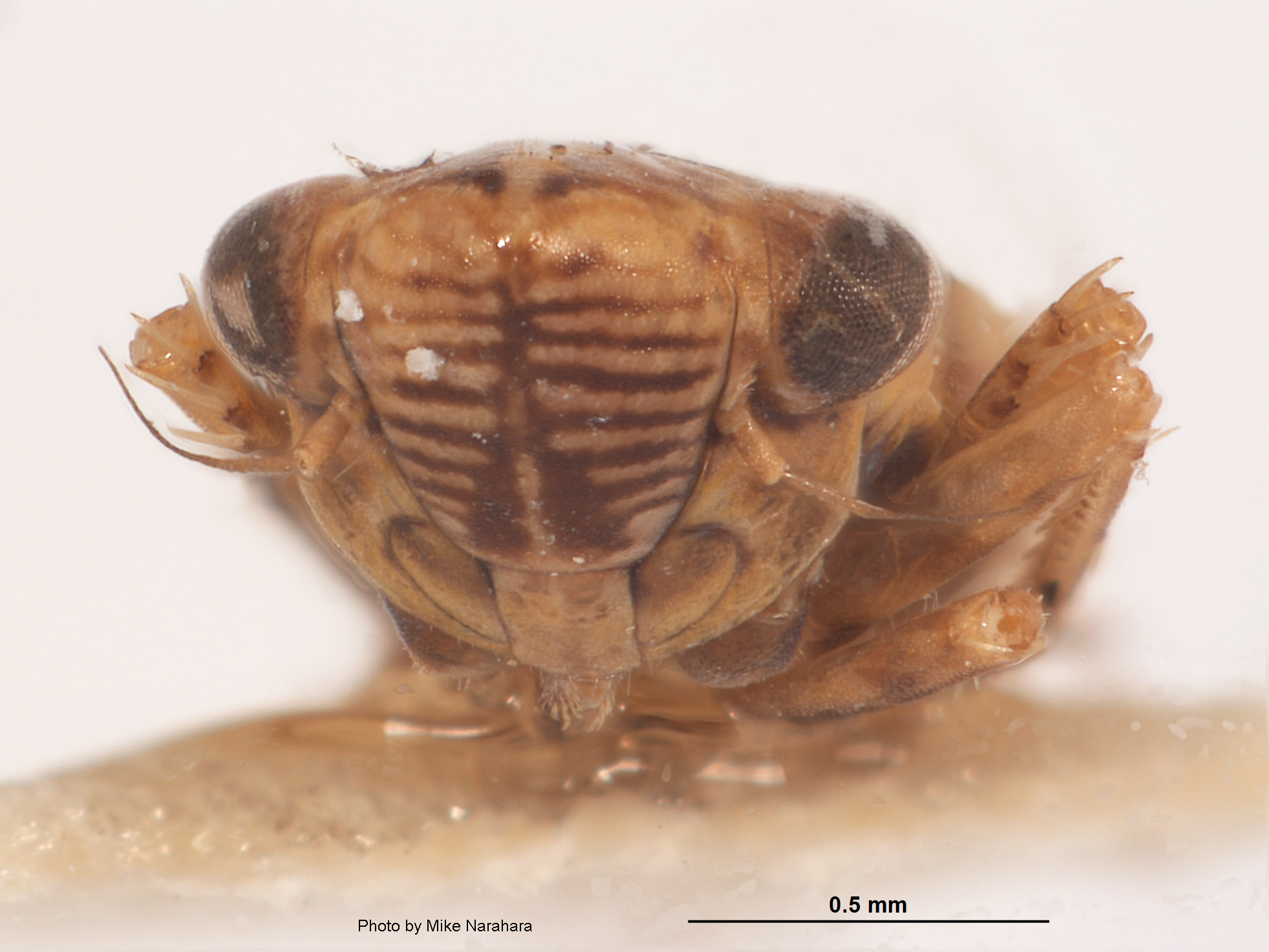 Lonatura ventralis image