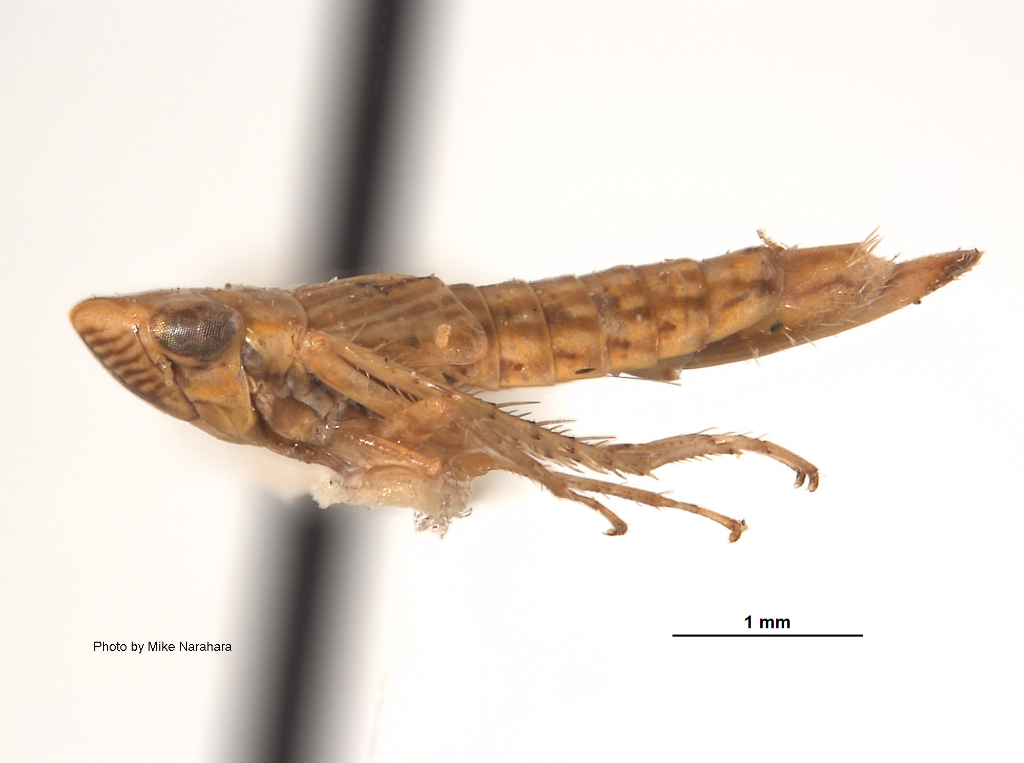 Lonatura ventralis image