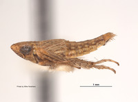 Lonatura ventralis image