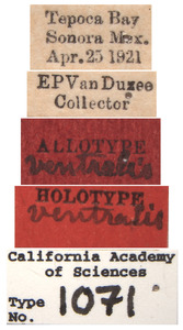 Lonatura ventralis image