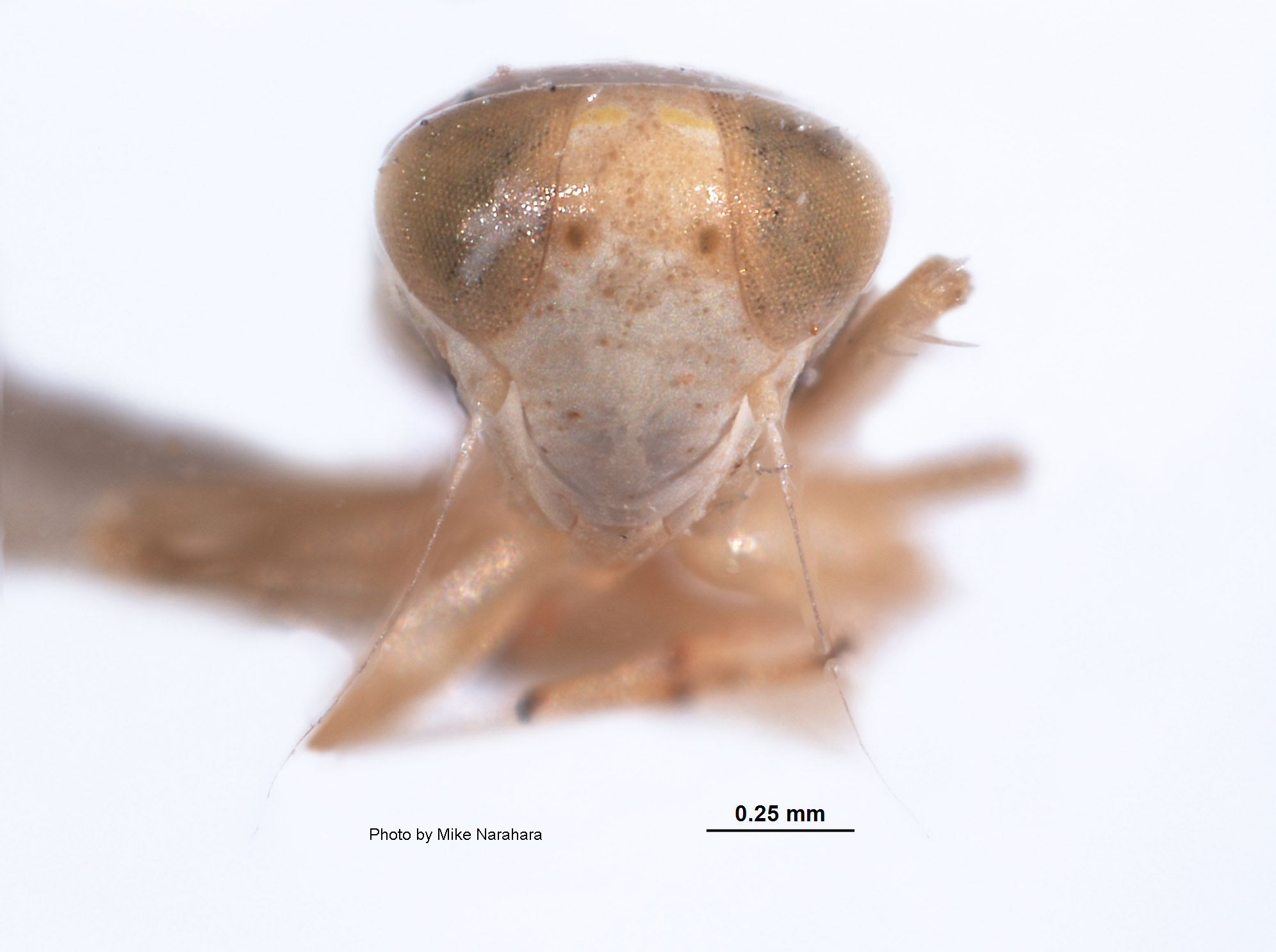 Protalebra scriptozona image