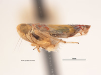 Protalebra scriptozona image