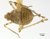 Ticida chamberlini image