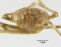 Ticida chamberlini image