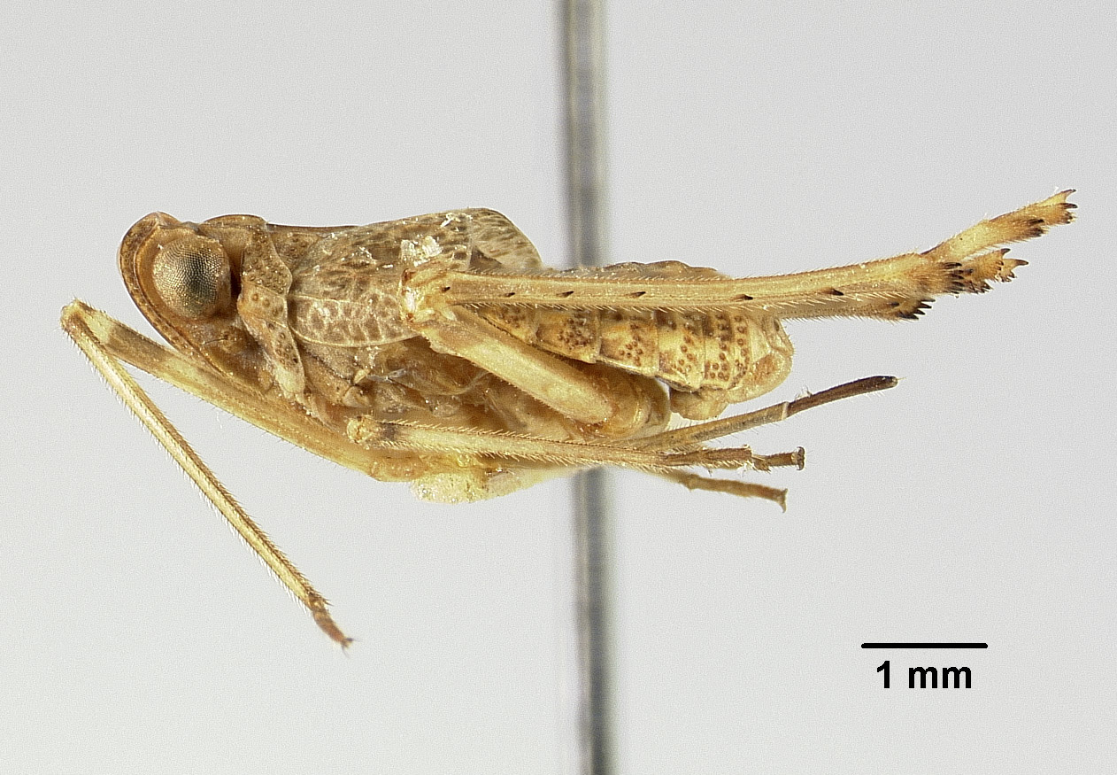 Ticida chamberlini image