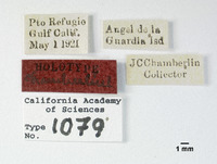 Ticida chamberlini image