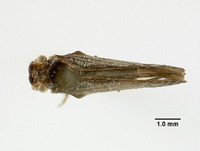 Cyarda subfalcata image