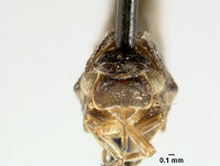 Cyarda subfalcata image