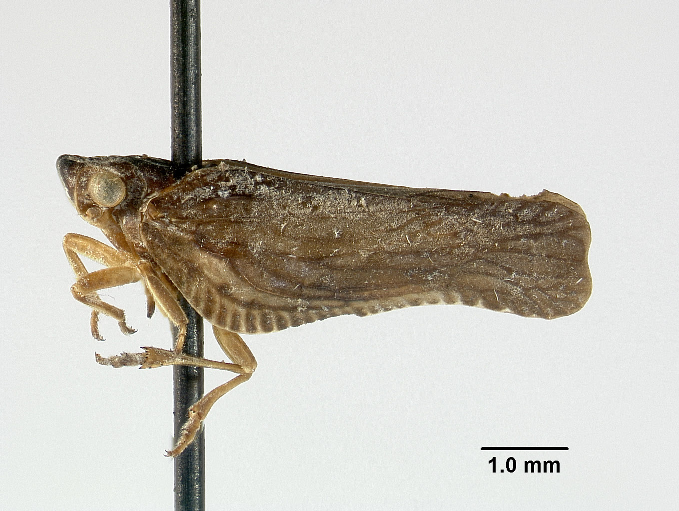 Cyarda subfalcata image
