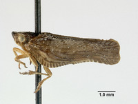 Cyarda subfalcata image