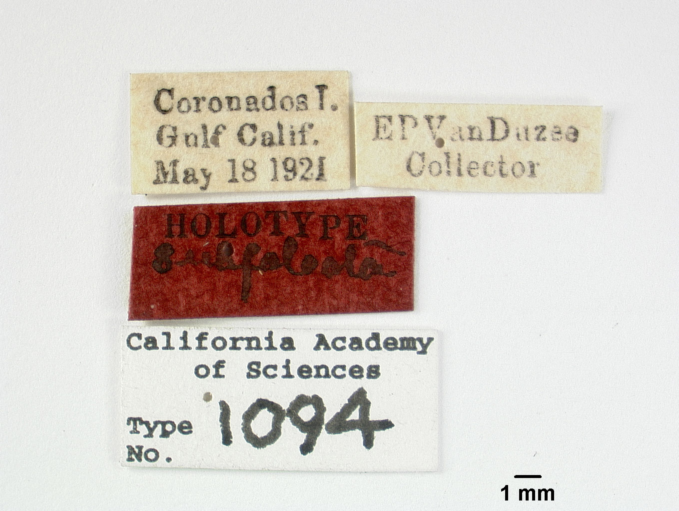 Cyarda subfalcata image