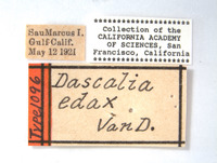 Dascalia edax image