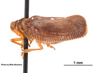 Dascalia edax image