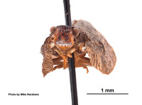 Flatoides enotus image